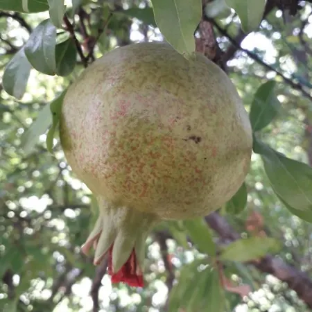 Melograno